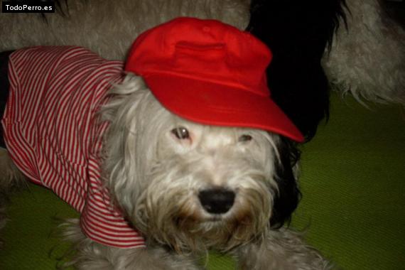 La foto del perro