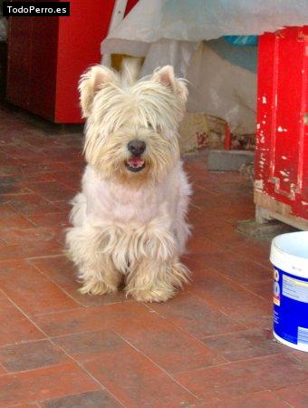 Foto del perro Conel