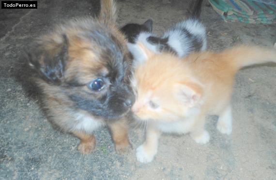 Foto del perro Pequeña coqueta