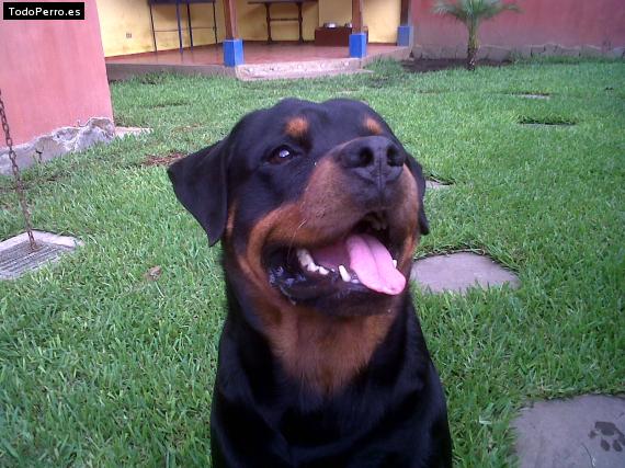 La foto del perro