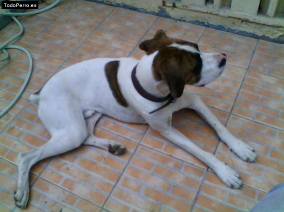 Foto del perro Iker