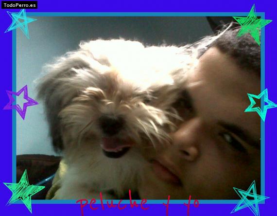 Foto del perro Peluche