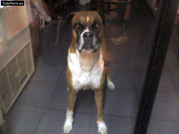 La foto del perro Manuelita Foto del perro Manuelita