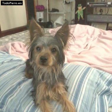 La foto del perro