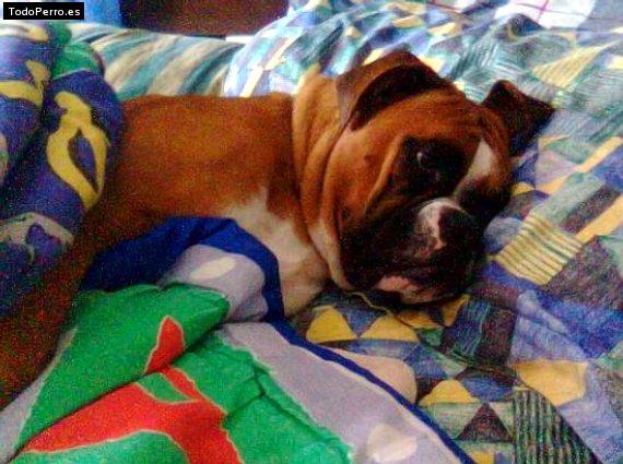 La foto del perro Scooby Foto del perro Scooby