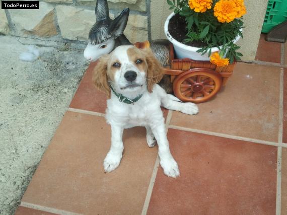 Foto del perro Hots