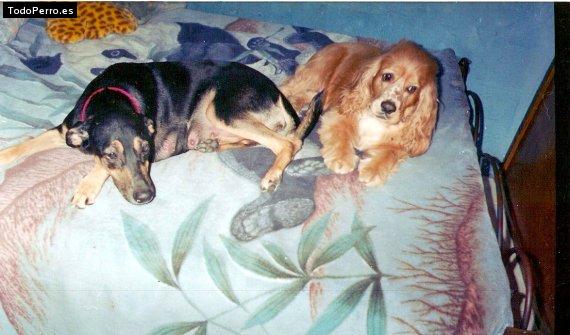 La foto del perro Scrapy Foto del perro Scrapy