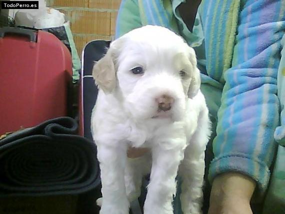 Foto del perro Jana