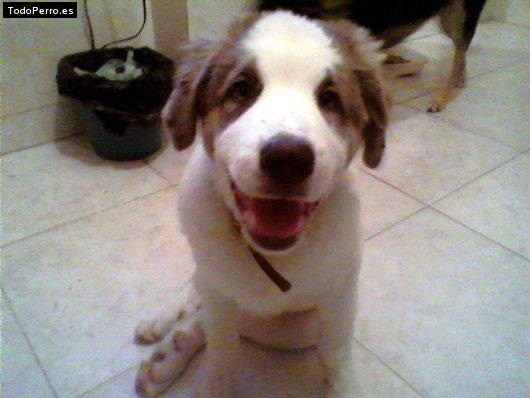 La foto del perro Sharos-k Foto del perro Sharos-k