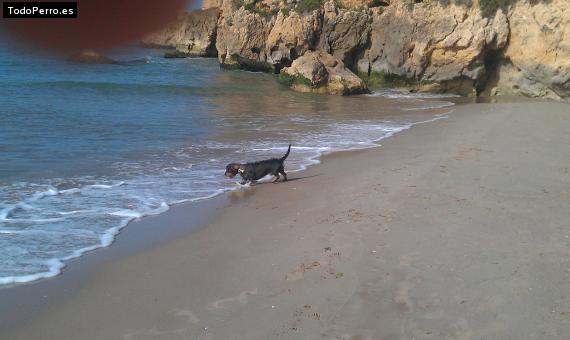 La foto del perro