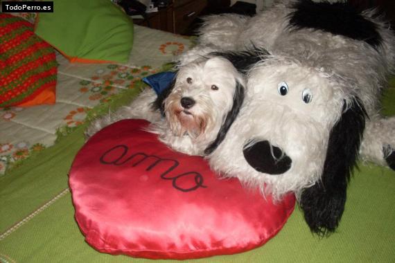 La foto del perro