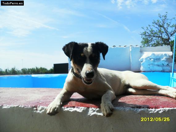 Foto del perro Gina