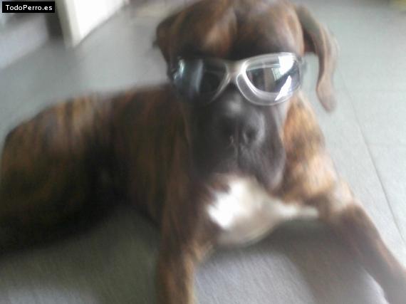 La foto del perro