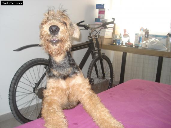 La foto del perro