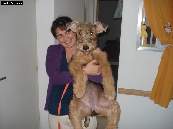La foto del perro
