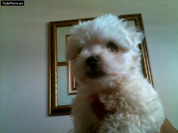 Foto del perro Peluche