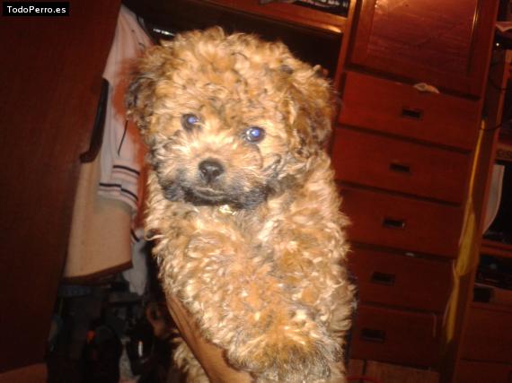 Foto del perro Kikis