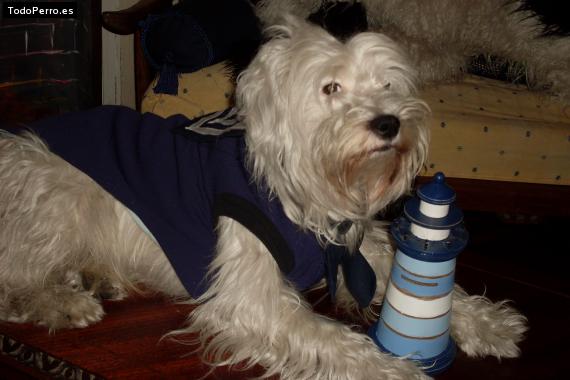 La foto del perro