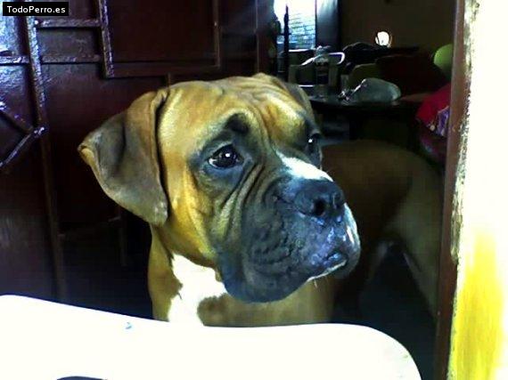 La foto del perro Ringo Foto del perro Ringo