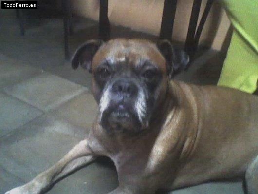 La foto del perro Lalo Foto del perro Lalo