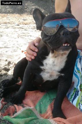 La foto del perro
