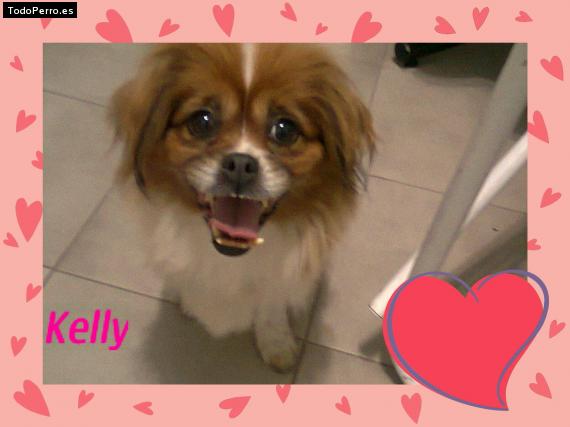 Foto del perro Kelly