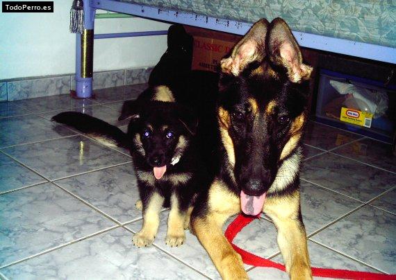 Foto del perro Chalsy