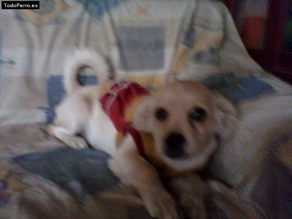 Foto del perro Páris