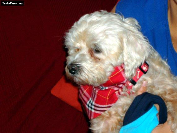 La foto del perro Scotty Foto del perro Scotty