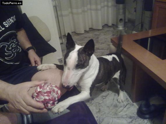 La foto del perro