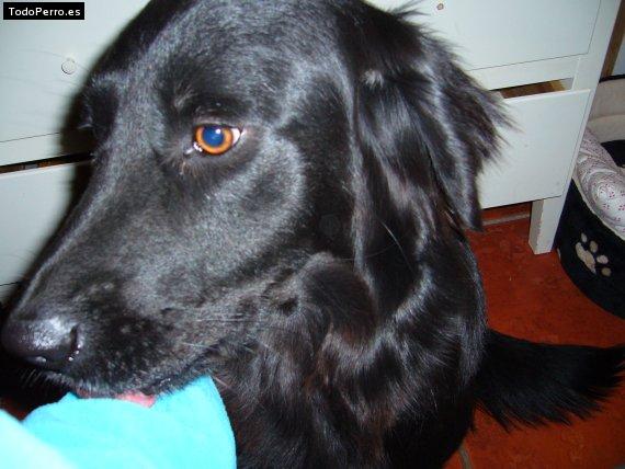 La foto del perro Shiva Foto del perro Shiva