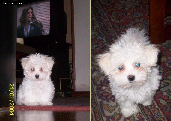 Foto del perro Thor