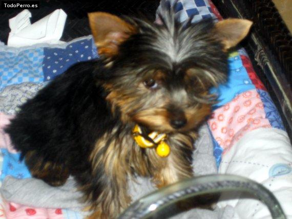 Foto del perro Coco
