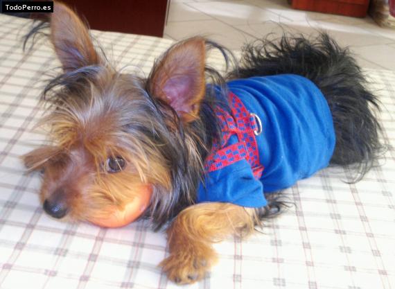 La foto del perro