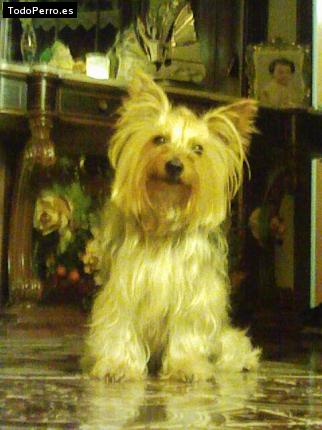 Foto del perro Erika