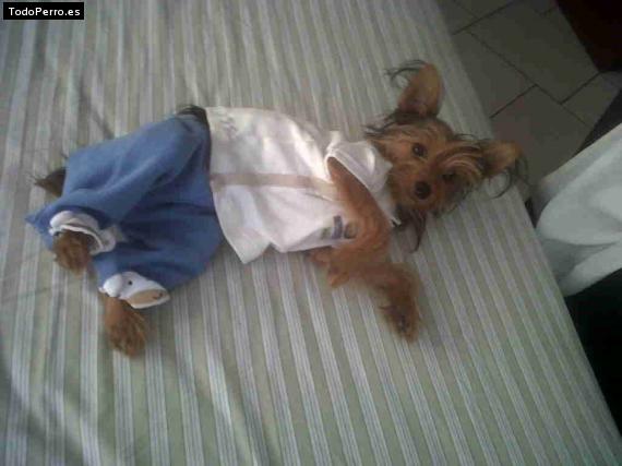 La foto del perro