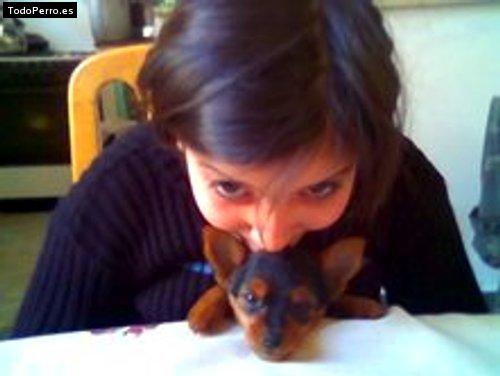 Foto del perro Rocco