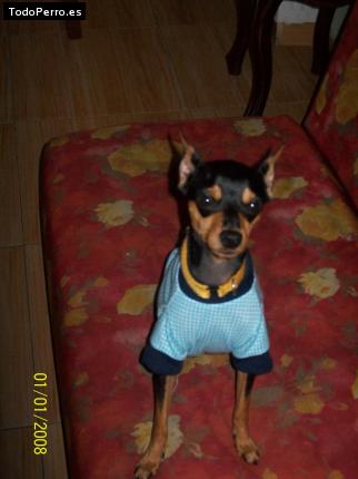 La foto del perro