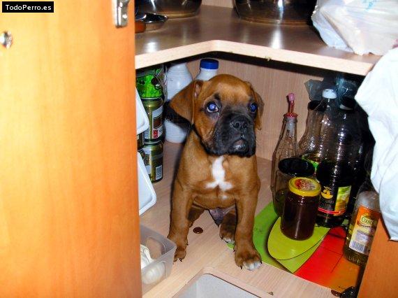 Foto del perro Hristo