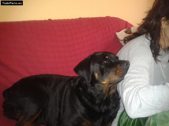 La foto del perro