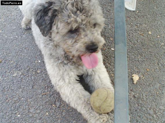 La foto del perro
