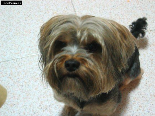 La foto del perro Pancho Foto del perro Pancho