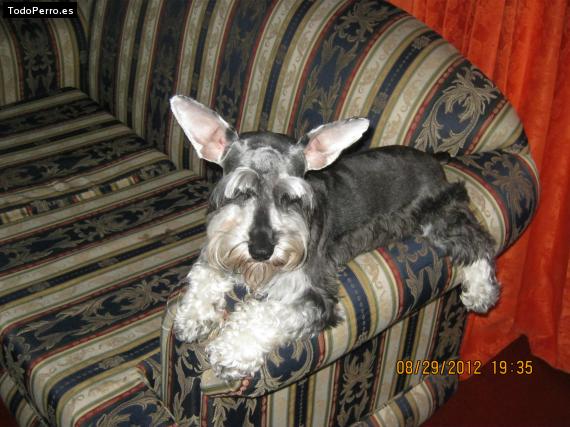 La foto del perro
