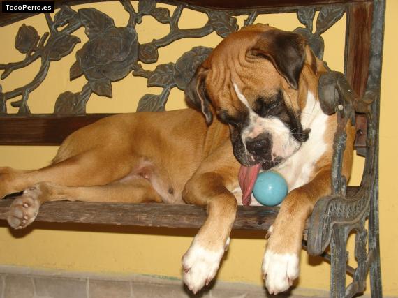 La foto del perro