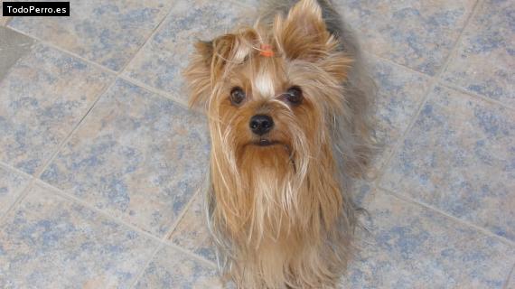 La foto del perro