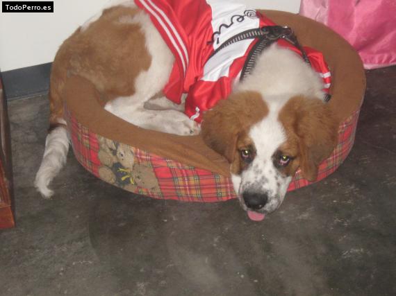 La foto del perro
