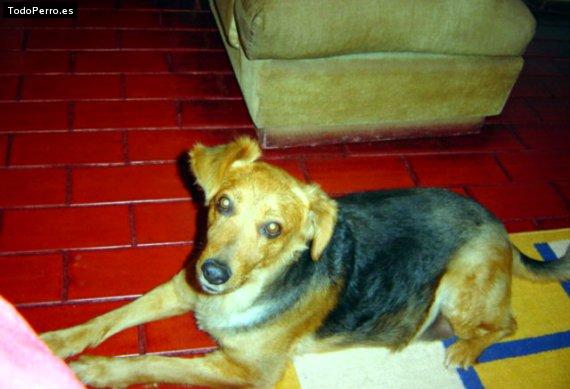 La foto del perro Lady Foto del perro Lady