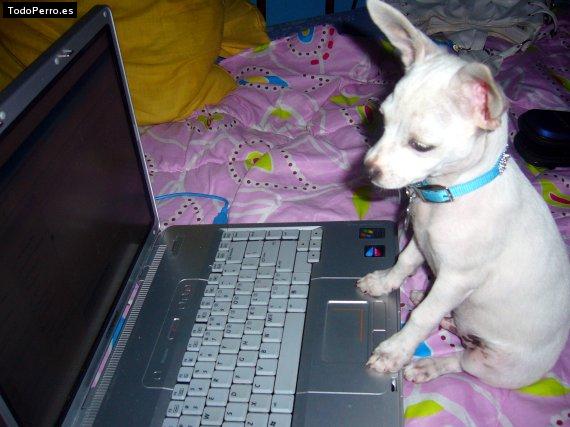 Foto del perro Gucci roa