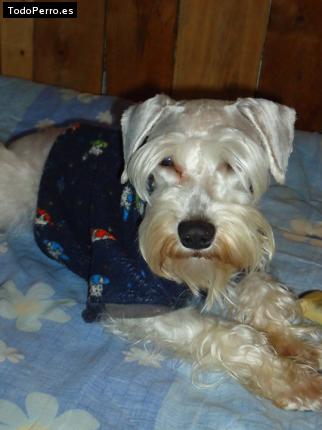 La foto del perro
