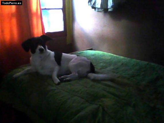 Foto del perro Panda